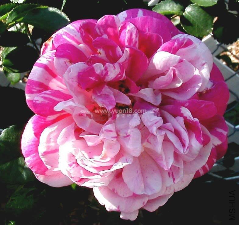 HONORINE DE BRABANT 4.jpg