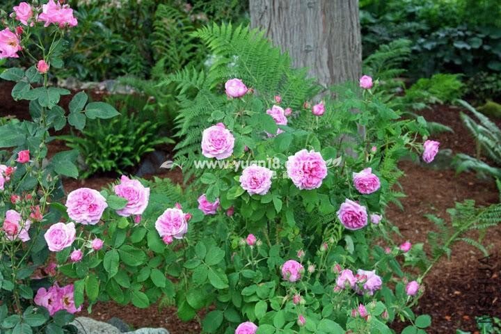 COMTE DE CHAMBORD 1.jpg