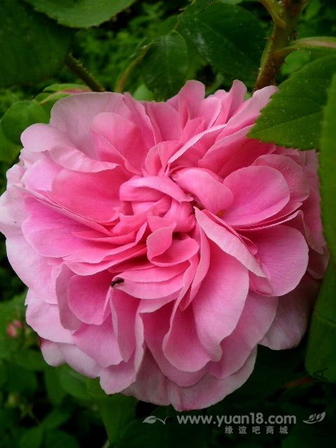 COMTE DE CHAMBORD 4.jpg