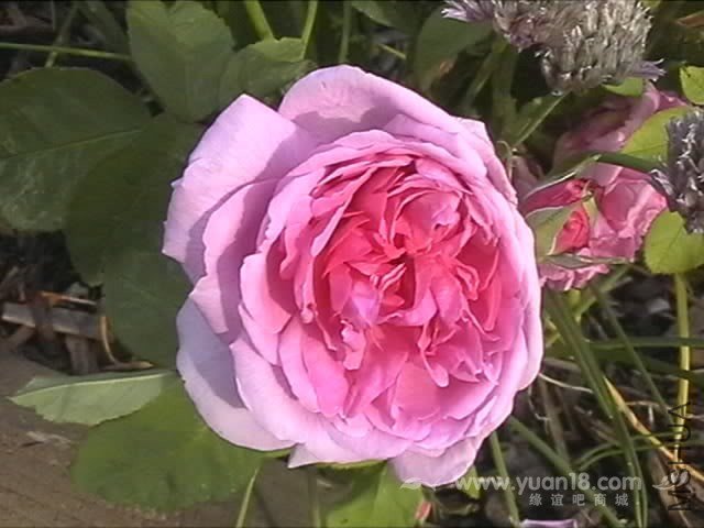 COMTE DE CHAMBORD 2.jpg