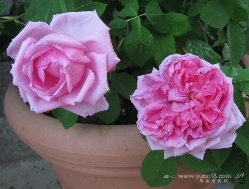 COMTE DE CHAMBORD 5.jpg