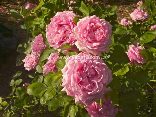 COMTE DE CHAMBORD 9.jpg