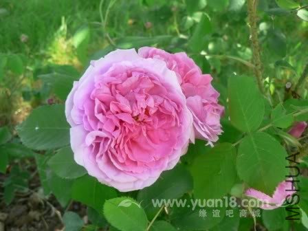 COMTE DE CHAMBORD 6.jpg