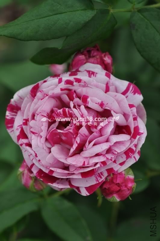 Variegata di Bologna 1.jpg