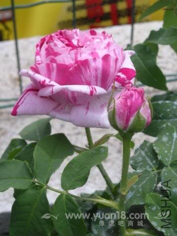 Variegata di Bologna 10.jpg