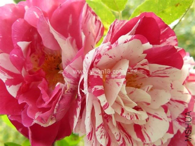 Variegata di Bologna 6.jpg