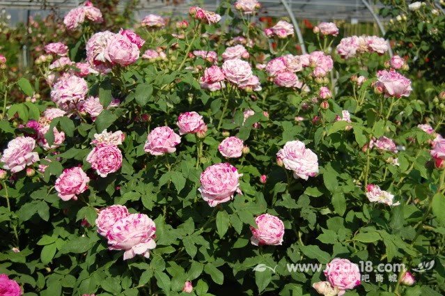 Variegata di Bologna 7.jpg