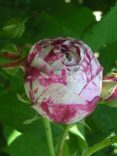 Variegata di Bologna 5.jpg