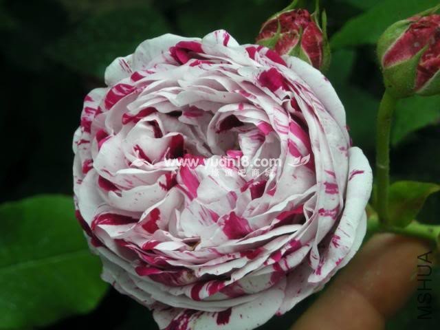 Variegata di Bologna 9.jpg