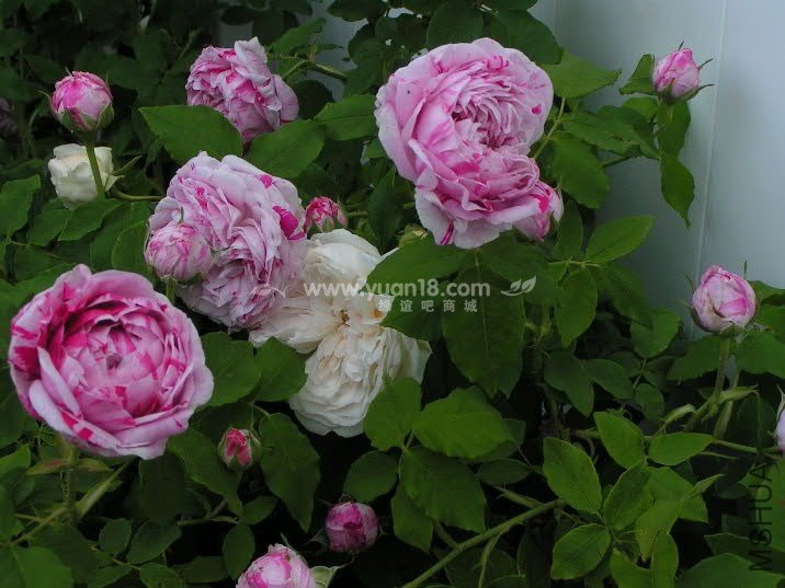 Variegata di Bologna 8.jpg