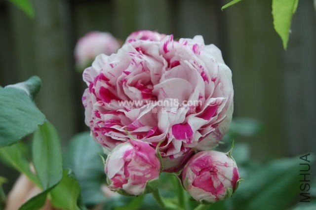 Variegata di Bologna 3.jpg