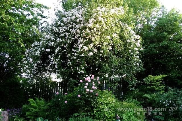 S HIMALAYAN MUSK 1.jpg