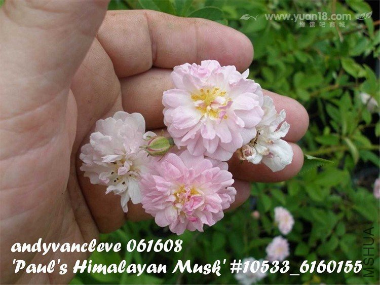 S HIMALAYAN MUSK 4.jpg