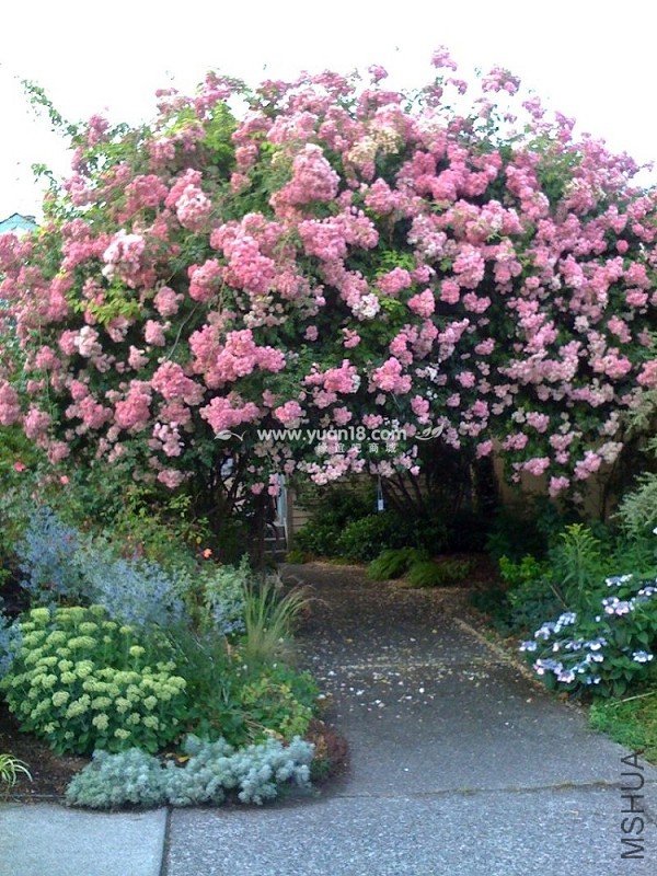 S HIMALAYAN MUSK.JPG