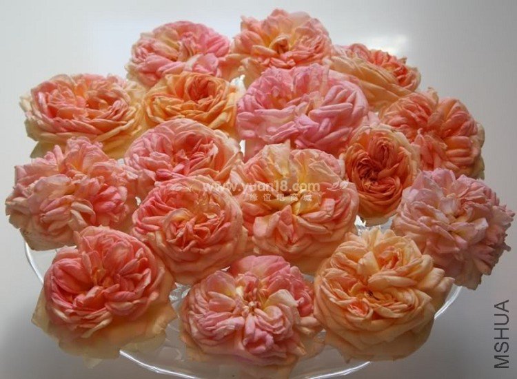 Alchymiste (Kordes).jpg