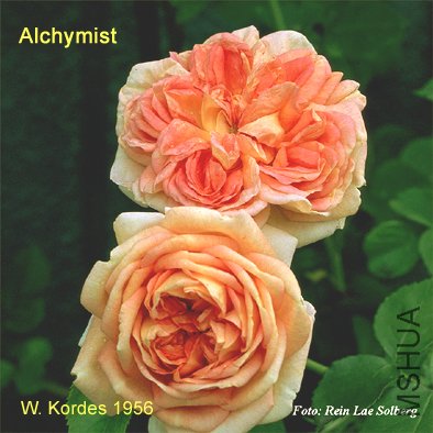 alchymist10T.jpg