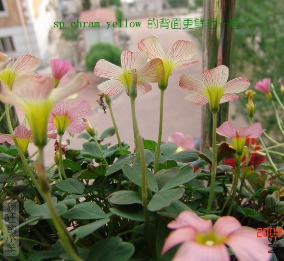 DSC01921.jpg