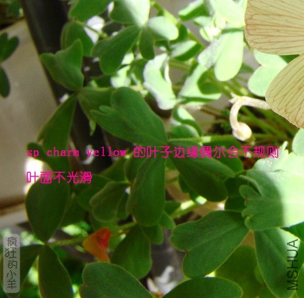 DSC03931.jpg