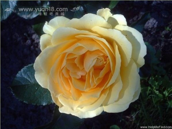 Amber Queen (Standard)2.jpg