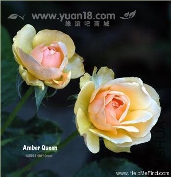 Amber Queen (Standard).jpg