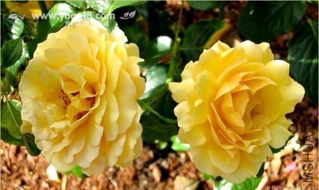 Amber Queen (Standard)3.jpg