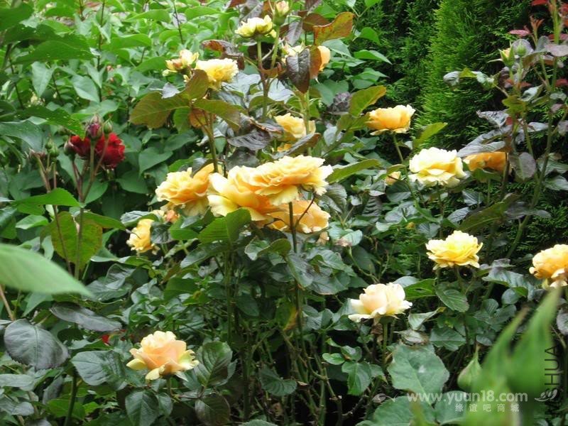 Amber Queen (Standard)11.jpg