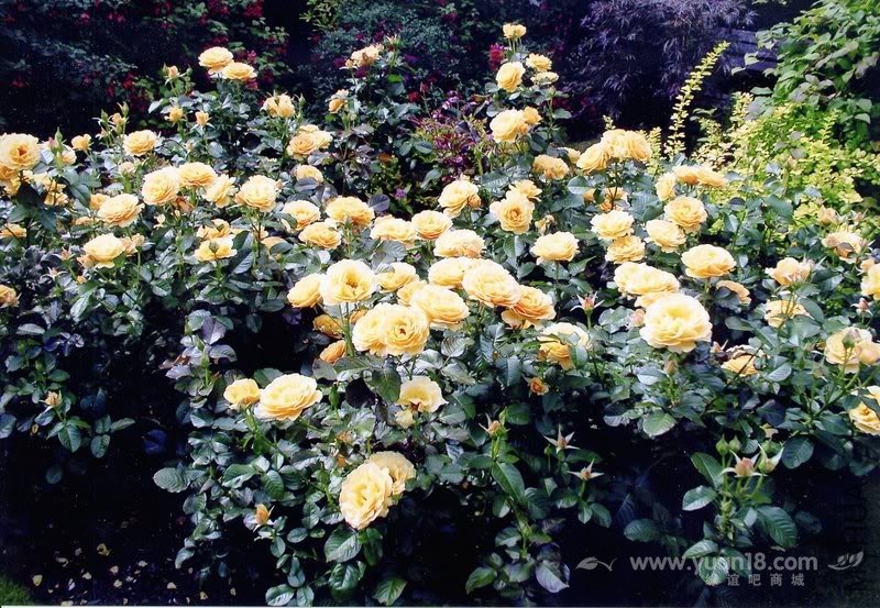 Amber Queen (Standard)10.jpg