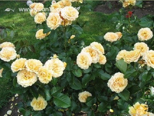 Amber Queen (Standard)4.jpg