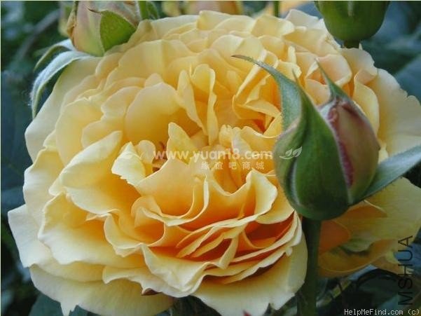 Amber Queen (Standard)6.jpg