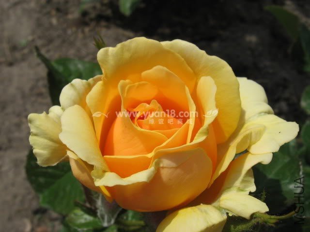 Amber Queen (Standard)9.jpg