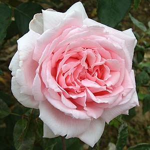 Captain Christy 2.jpg