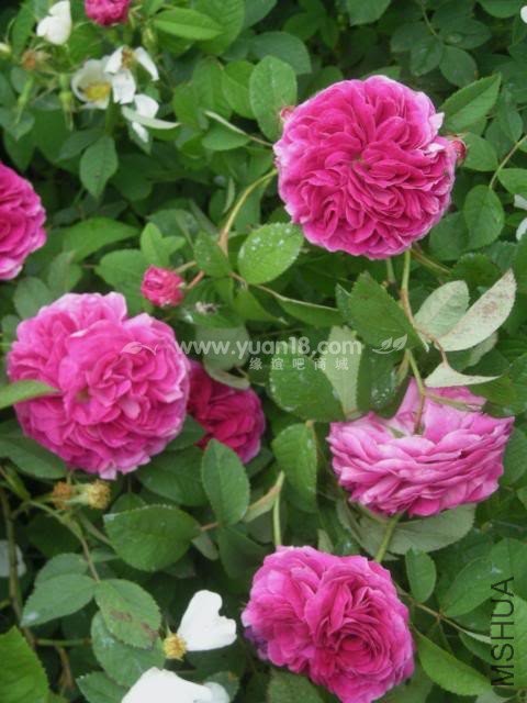 CHARLES DE MILLS 10.jpg