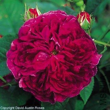 CHARLES DE MILLS 1.jpg