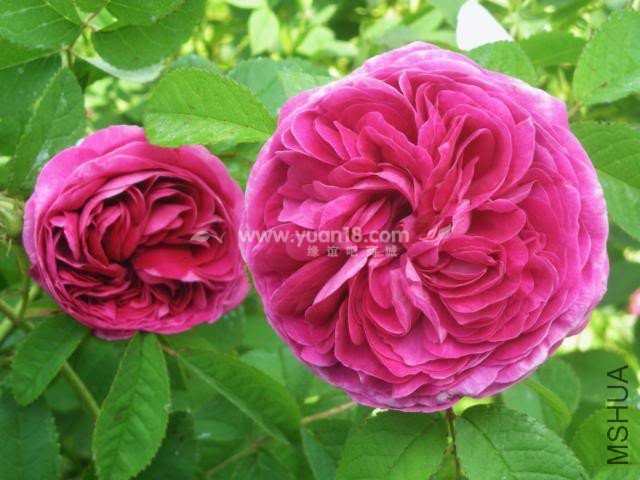 CHARLES DE MILLS 15.jpg