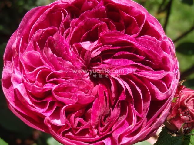 CHARLES DE MILLS 2.jpg