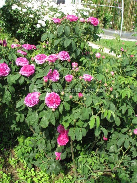 CHARLES DE MILLS 18.jpg