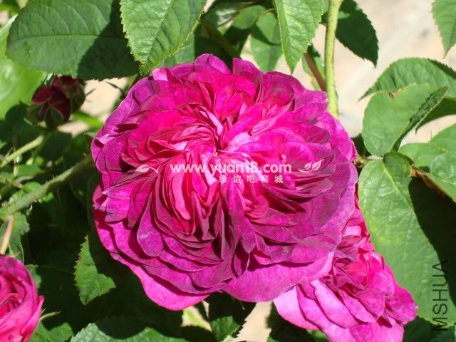 CHARLES DE MILLS 4.jpg