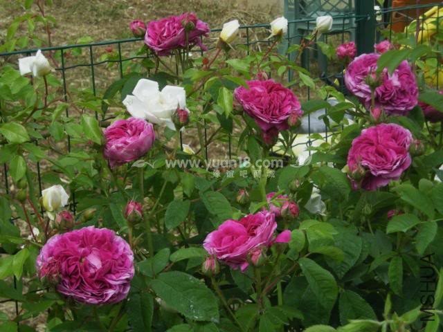 CHARLES DE MILLS 11.jpg