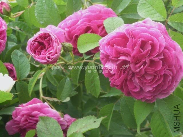 CHARLES DE MILLS 17.jpg