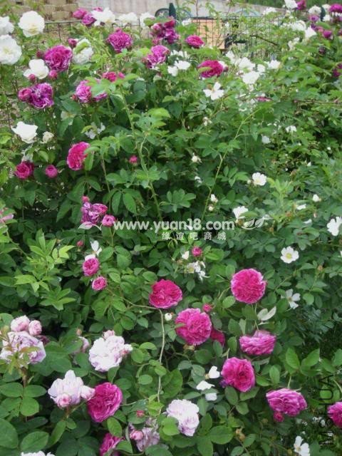 CHARLES DE MILLS 9.jpg