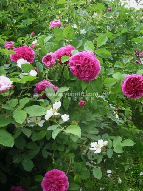 CHARLES DE MILLS 12.jpg