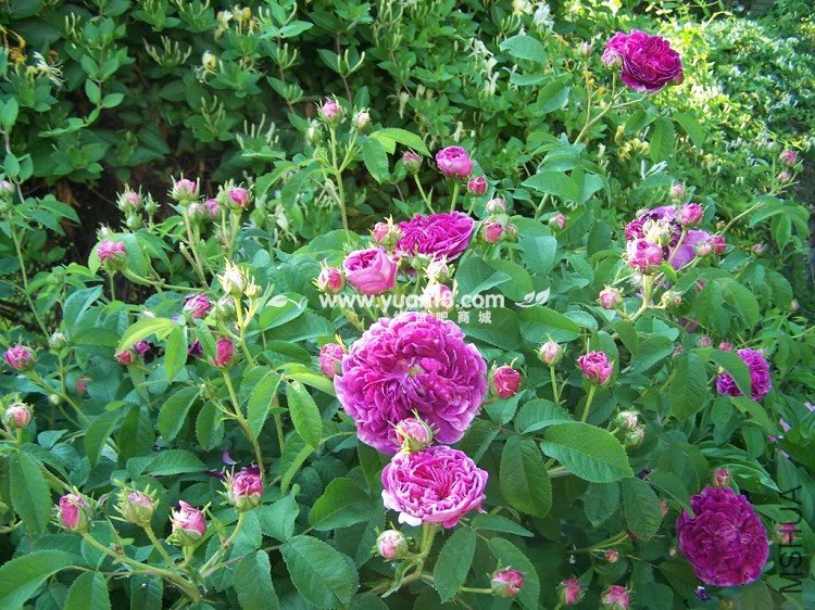 CHARLES DE MILLS 6.jpg