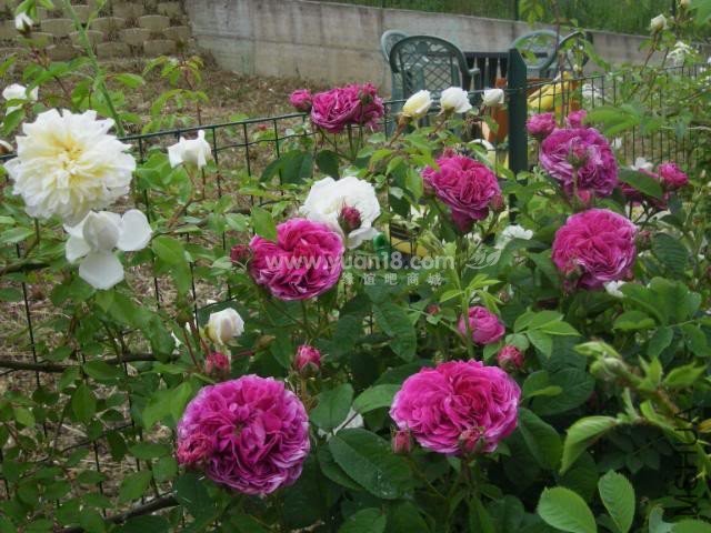 CHARLES DE MILLS 13.jpg