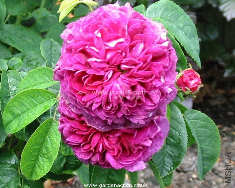 CHARLES DE MILLS 21.jpg