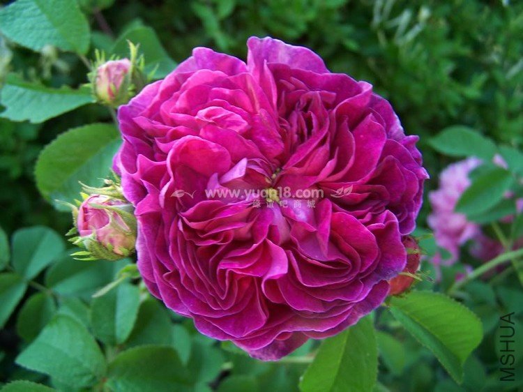 CHARLES DE MILLS 5.jpg