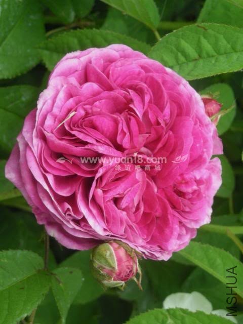 CHARLES DE MILLS 16.jpg