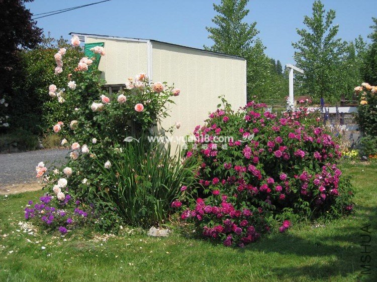 CHARLES DE MILLS 20.jpg