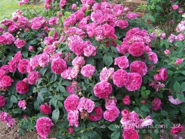 CHARLES DE MILLS 22.jpg