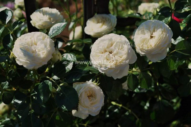 CLARENCE HOUSE 1.jpg