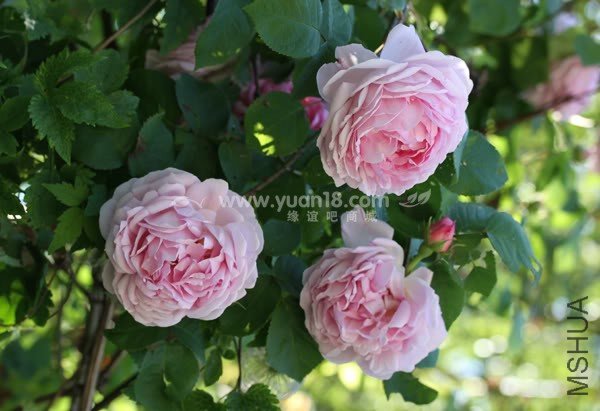 CONSTANCE SPRY 11.jpg